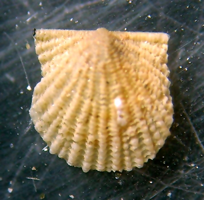 Cyclopecten brundisiensis